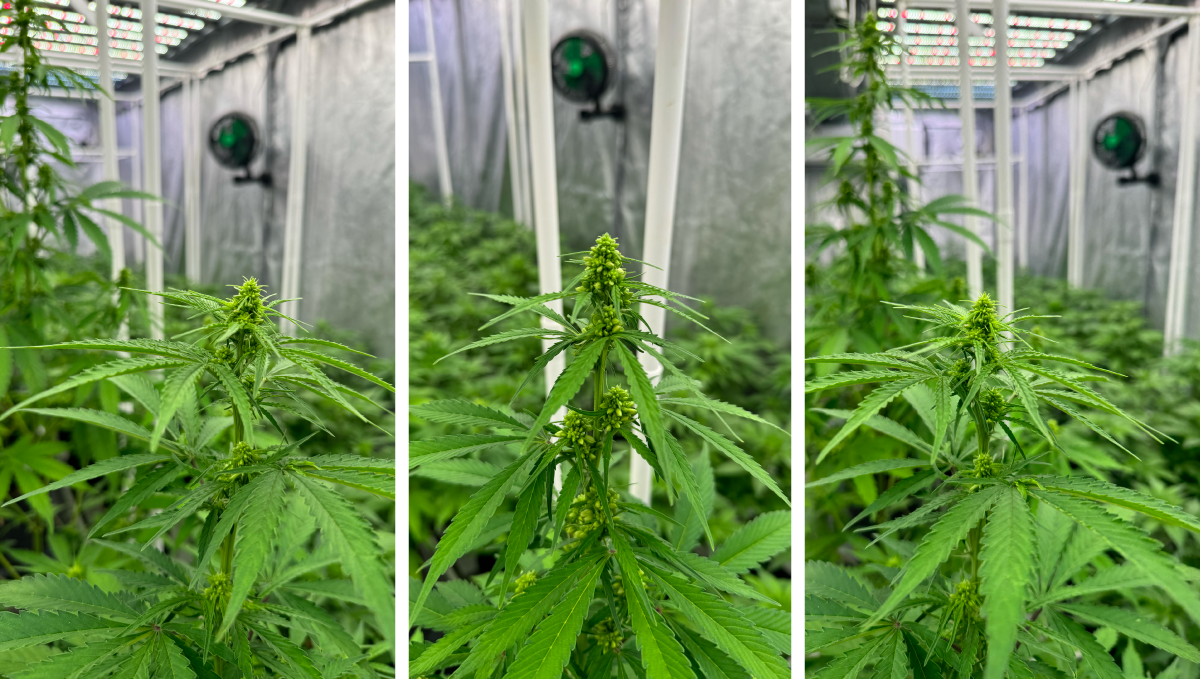 Our Males at the Stage of Pollen Sac Formation