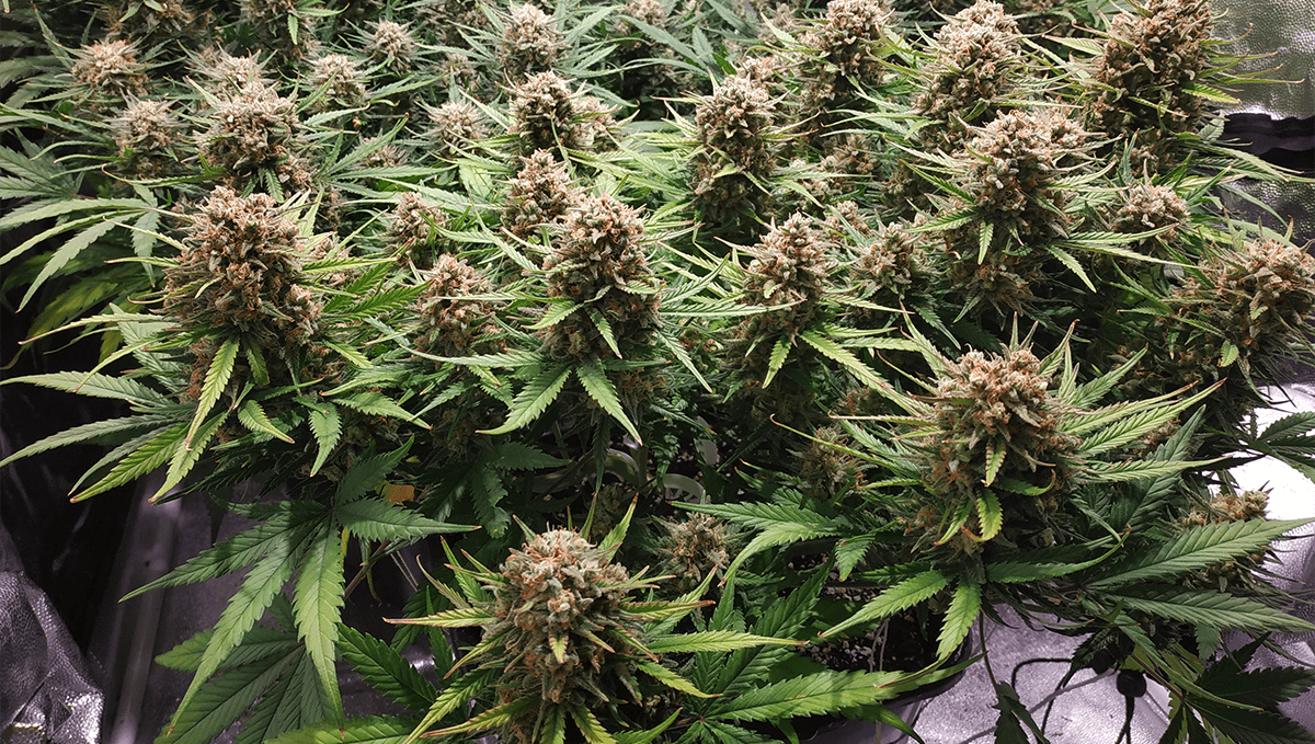 Die 5 beliebtesten Autoflowering-Sorten: Girl Scout Cookies Auto Die 5 beliebtesten Autoflowering-Sorten: Girl Scout Cookies Auto