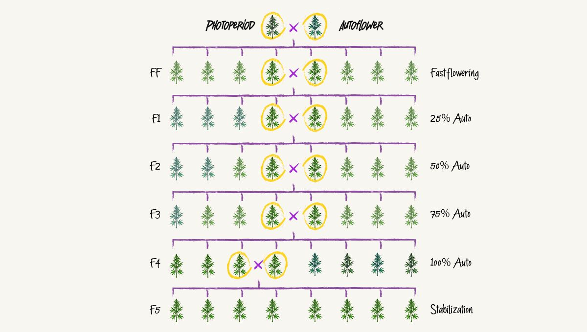 Breeding διαδικασία Breeding διαδικασία