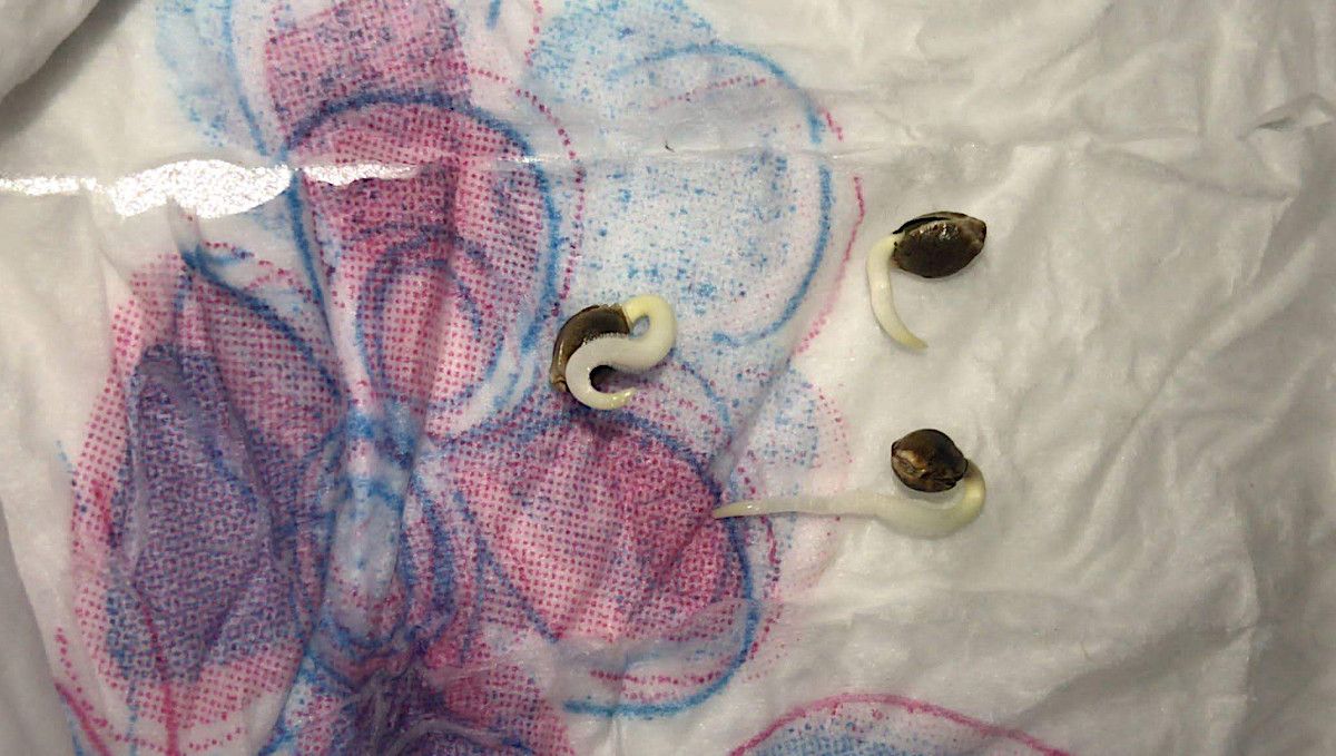 GG4 Sherbet FF cannabis strain: germination and seedling stage | week 1 | three seeds with curvy taproots germinating on a wet paper towel GG4 Sherbet FF cannabis strain: germination and seedling stage | week 1 | three seeds with curvy taproots germinating on a wet paper towel