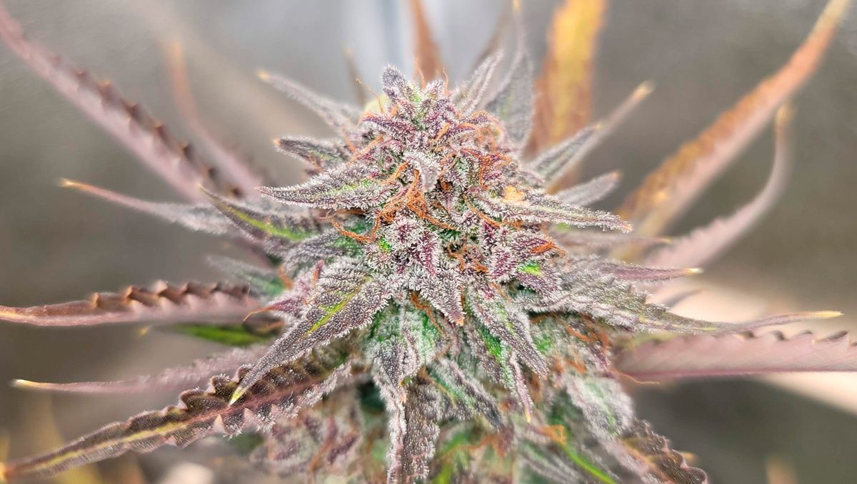 Blueberry auto week-by-week guide: flowering stage week 4 Blueberry auto week-by-week guide: flowering stage week 4