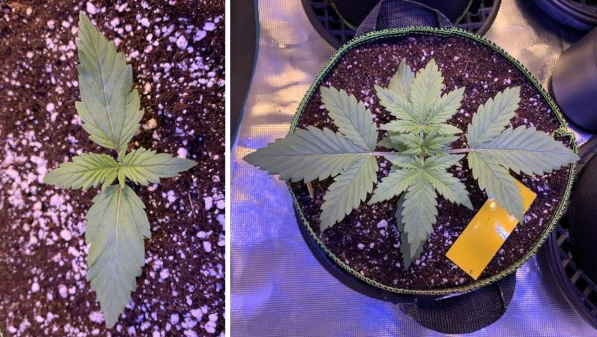 Z Auto Cannabis Strain Week-by-Week Guide: Two shots showing the progress of a ganja seedling indoors in the second week; the second shot shows a big young plant with 4 developed stes of leaves