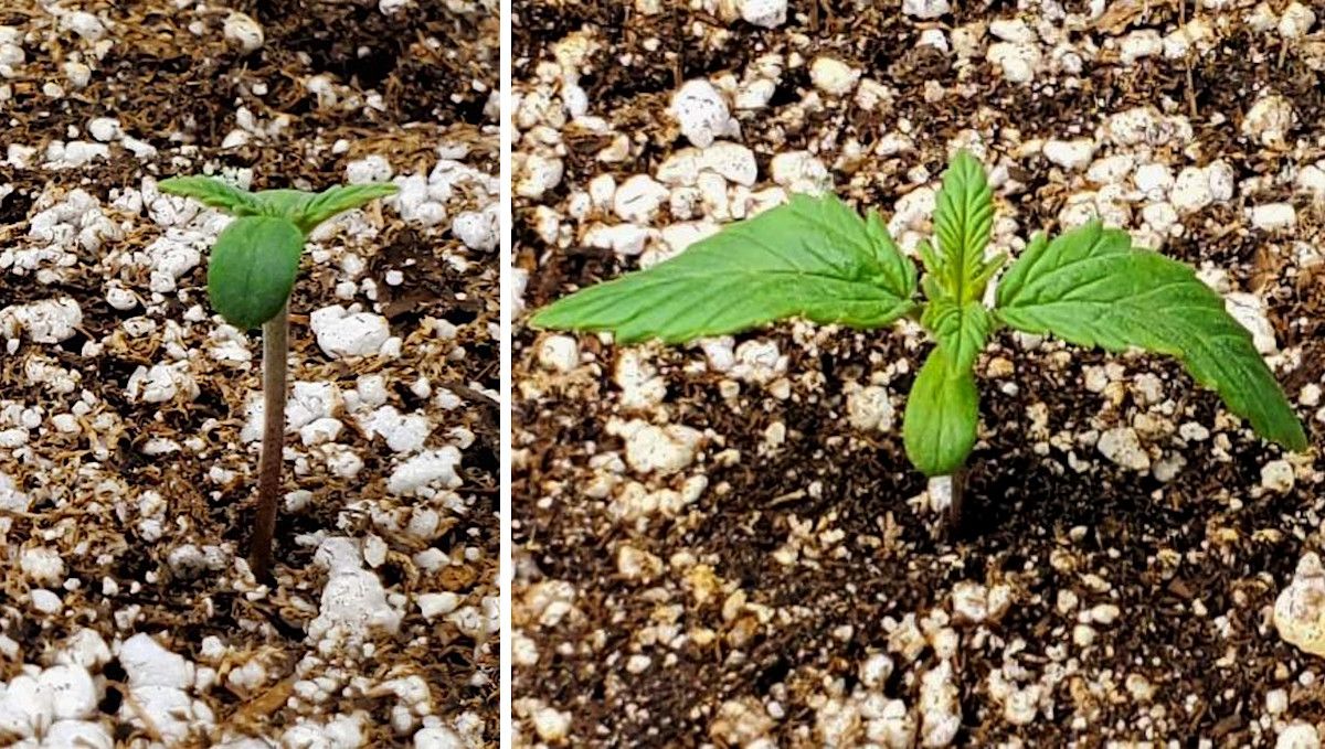 Purple Punch Auto Cannabis Strain Week-by-Week Guide: Closeups of a marijuana seedling at days 1 and 7