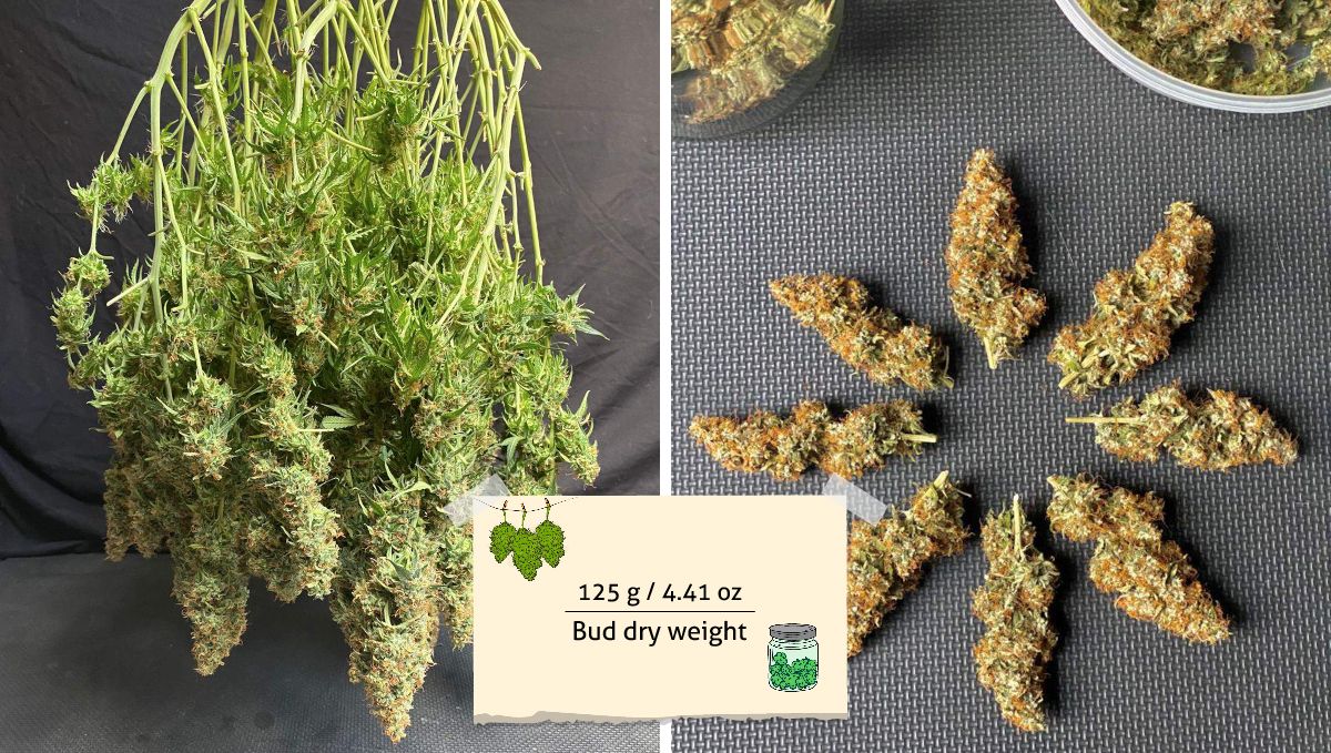 Mexican Airlines Auto cannabis strain: yield | many marijuana branches hanging upside down to dry and dried buds placed in a regular star-shaped pattern