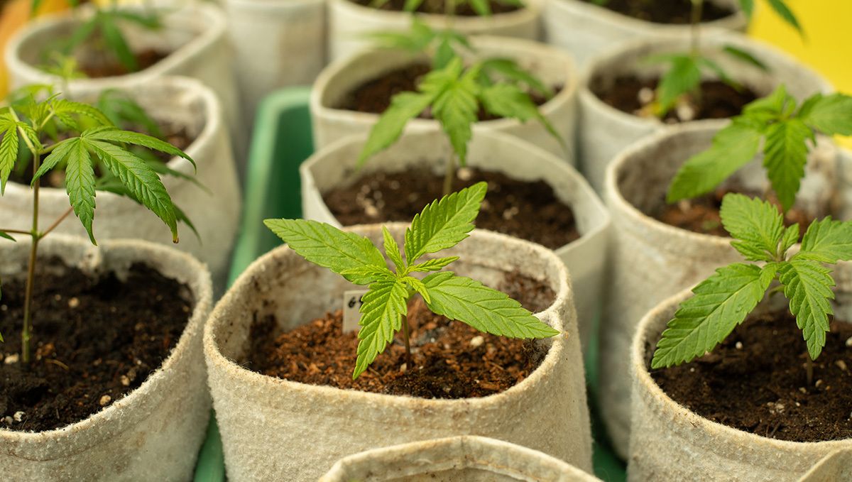 Cannabis cuttings: why cant you clone autoflowers? Cannabis cuttings: why cant you clone autoflowers?