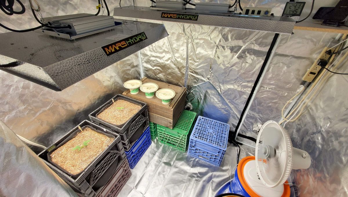 Forbidden Runtz Auto Cannabis Strain Week-by-Week Guide: A spacious grow tent equipped with two Mars Hydro LED lights and two young cannabis plants in square containers Forbidden Runtz Auto Cannabis Strain Week-by-Week Guide: A spacious grow tent equipped with two Mars Hydro LED lights and two young cannabis plants in square containers