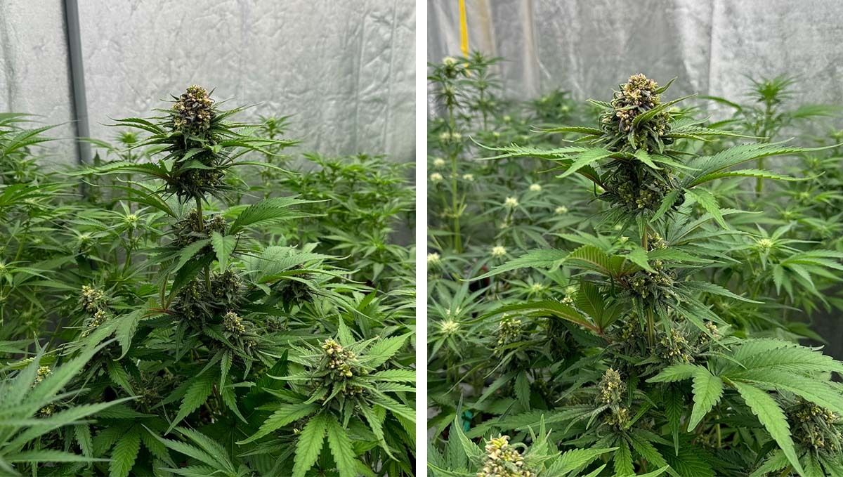 Male plants of Cherry cola 