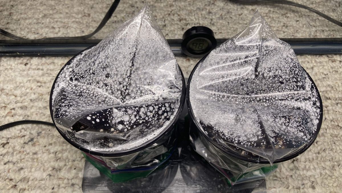 LSD-25 Auto cannabis strain: germination and seedling stage | week 1 | two solo cups covered with plastic bags for humidity LSD-25 Auto cannabis strain: germination and seedling stage | week 1 | two solo cups covered with plastic bags for humidity