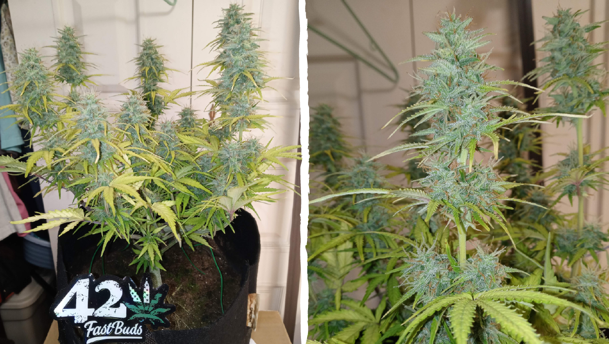 Cinderella auto week-by-week guide: flowering stage week 6 Cinderella auto week-by-week guide: flowering stage week 6