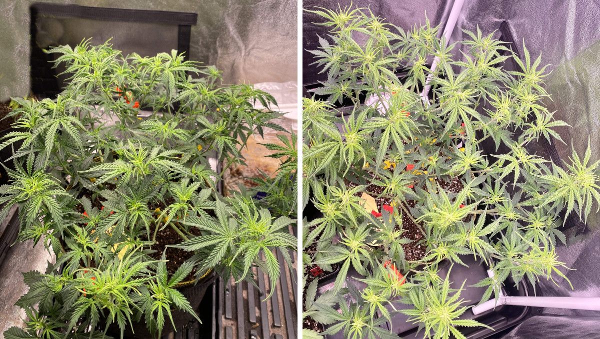 Watermelon Z Auto cannabis strain: transition (pre-flower) | week 5 | an overtrained and heavily defoliated autoflower on the cusp of budding