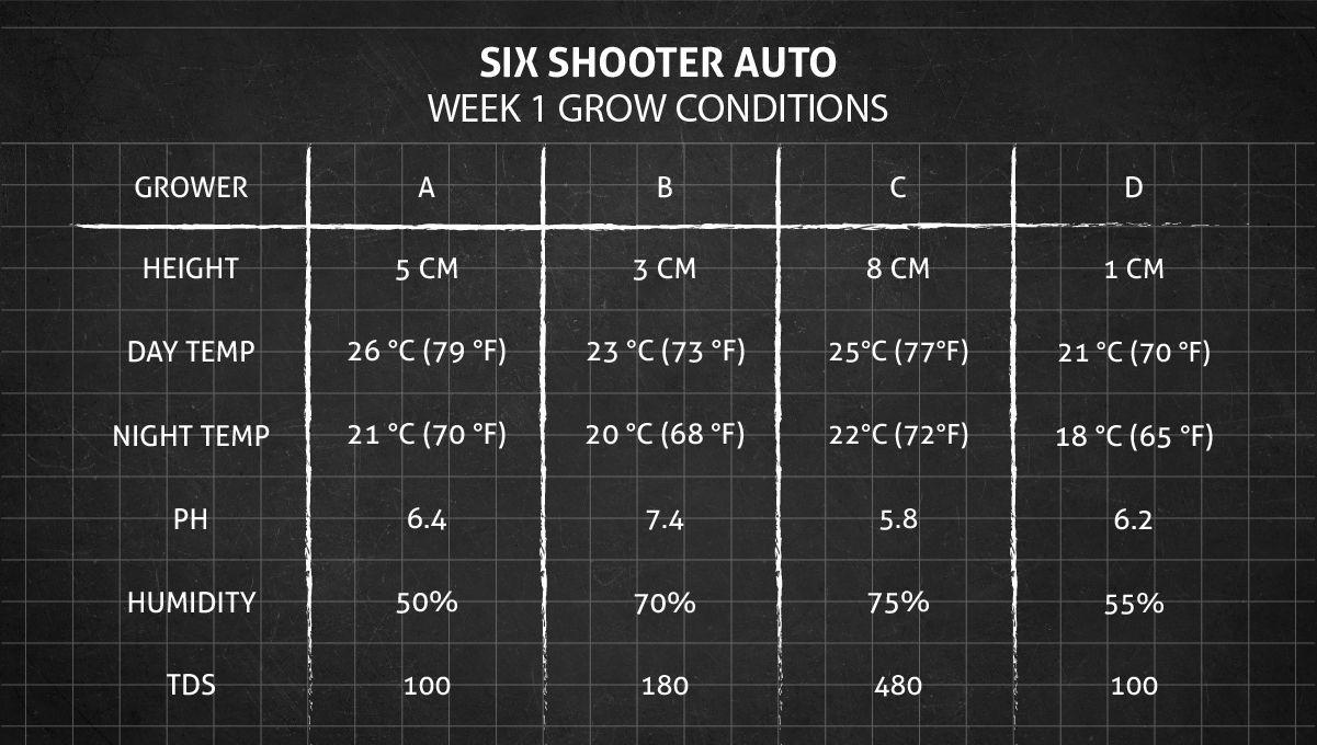 Six Shooter Auto cannabis strain: week 1 grow conditions Six Shooter Auto cannabis strain: week 1 grow conditions