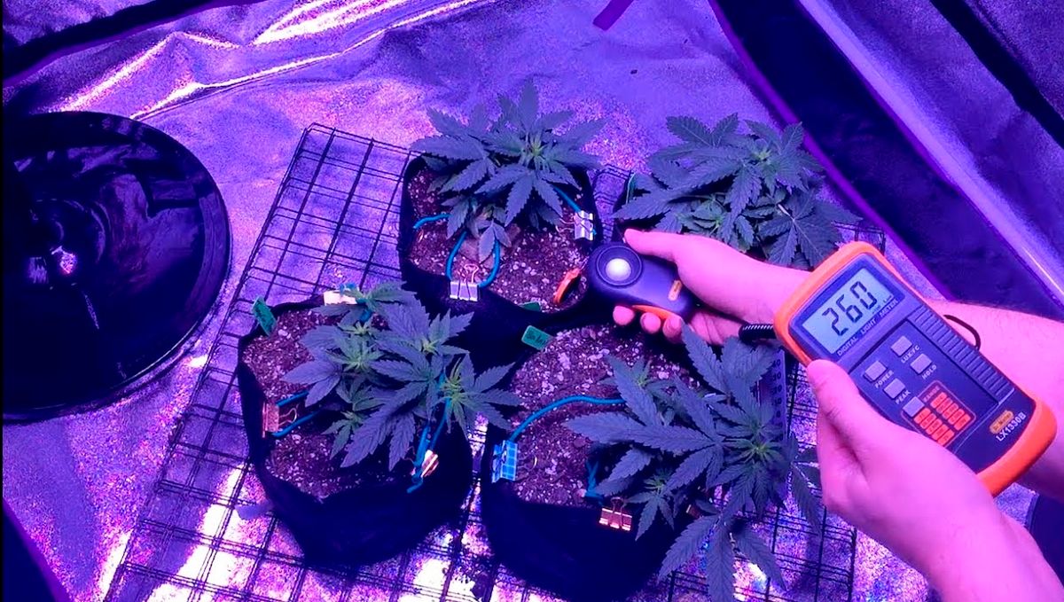 The top 5 best ways to increase your autoflower cannabis yield: use more light The top 5 best ways to increase your autoflower cannabis yield: use more light