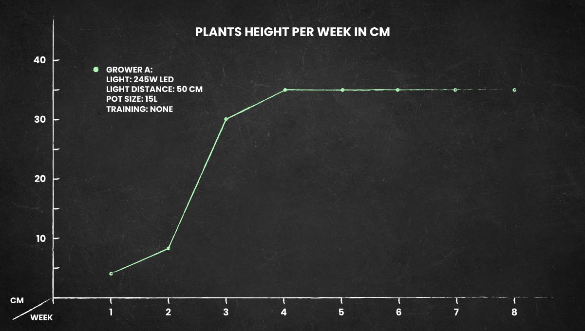 Blueberry Cheese Auto cannabis strain: height chart for the whole life cycle Blueberry Cheese Auto cannabis strain: height chart for the whole life cycle