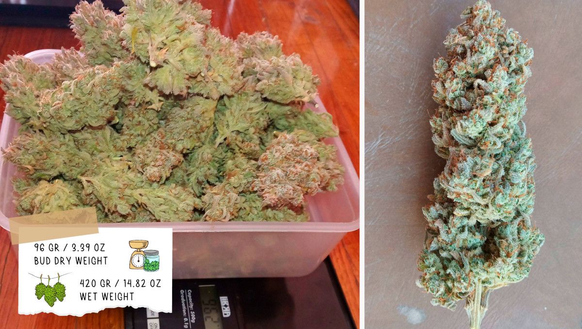 Gelato Auto Cannabis Strain Week-by-Week Guide: Grower C's outcome - A heap of cannabis buds on scales and a trimmed nugget Gelato Auto Cannabis Strain Week-by-Week Guide: Grower C's outcome - A heap of cannabis buds on scales and a trimmed nugget