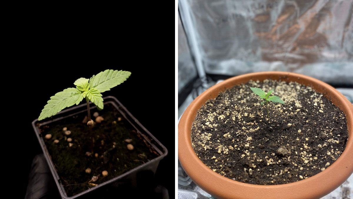 Wedding Cheesecake FF cannabis strain: germination and seedling stage | week 1 | two seedlings - one in a starter pot, the other one in a bigger plastic container
