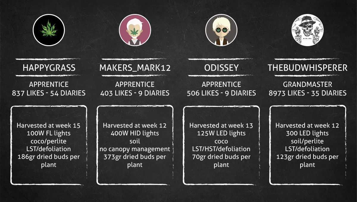Californian Snow Auto cannabis strain: outcome
