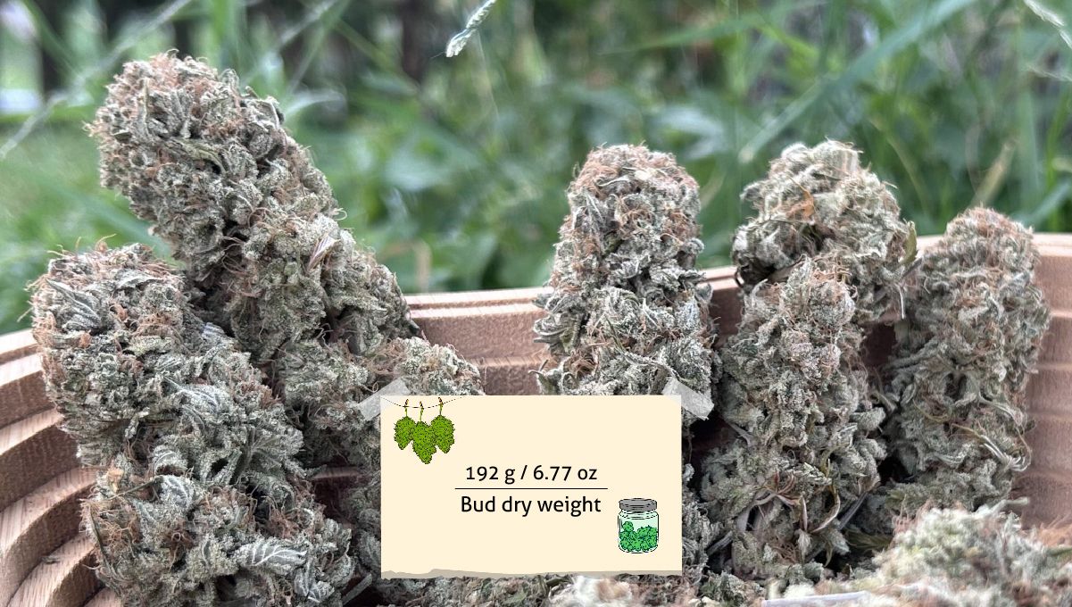 Orange Sherbet FF cannabis strain: yield | dried and trimmed colas, frosty and long