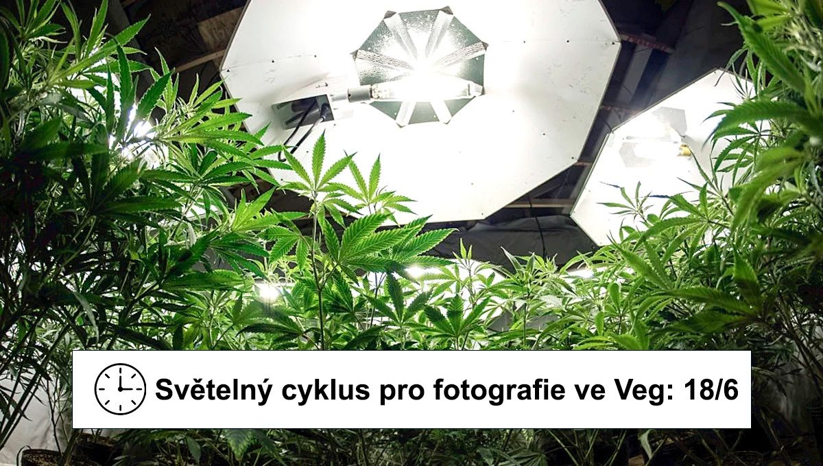Nejlepší světelný režim pro konopí ve vegetační fázi: světelný režim v interiéru Nejlepší světelný režim pro konopí ve vegetační fázi: světelný režim v interiéru