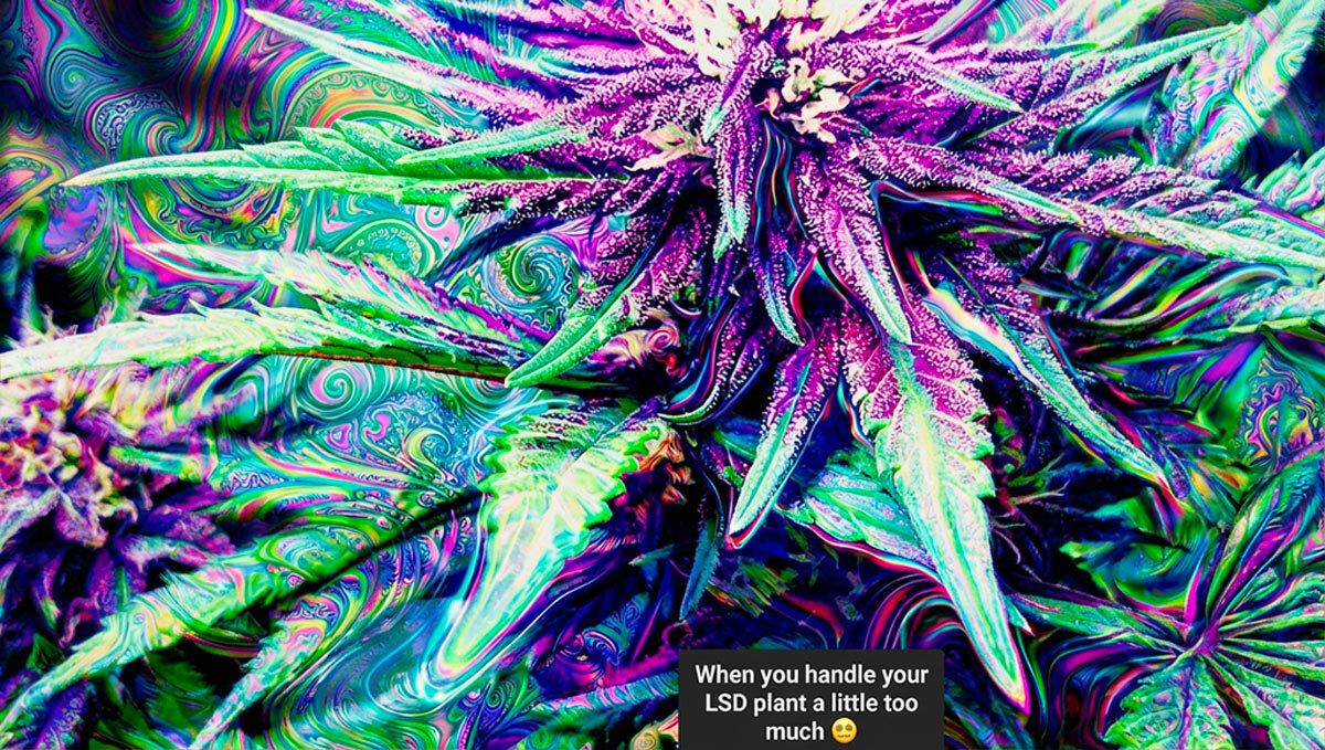 Смешен мем за ундеад одгледувачи што уживаат во Fast Buds генетика.