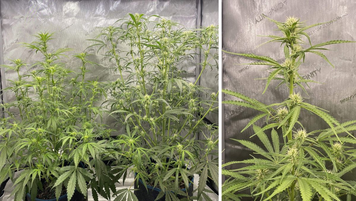 Gorilla Punch Auto cannabis strain: early flower | weeks 6-7 | indoor weed plants with multiple colas and one of the tops with the first hairs Gorilla Punch Auto cannabis strain: early flower | weeks 6-7 | indoor weed plants with multiple colas and one of the tops with the first hairs