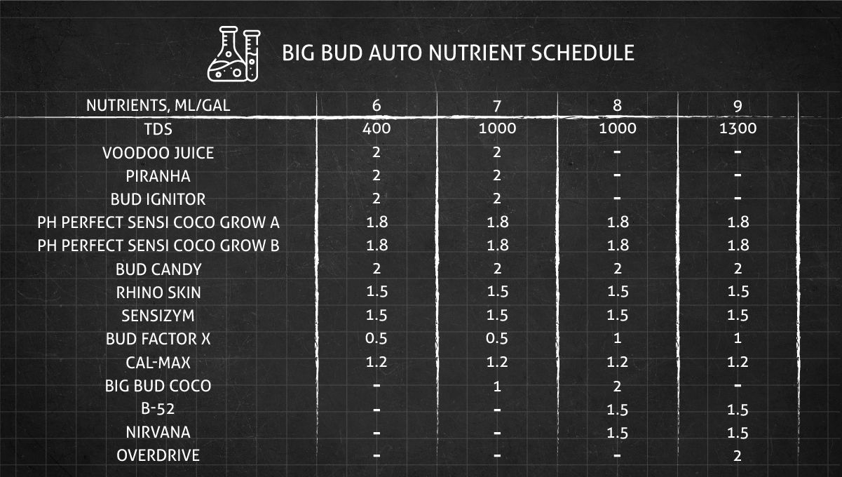 Big Bud Auto Cannabis Strain: feeding schedule for the flowering stage Big Bud Auto Cannabis Strain: feeding schedule for the flowering stage