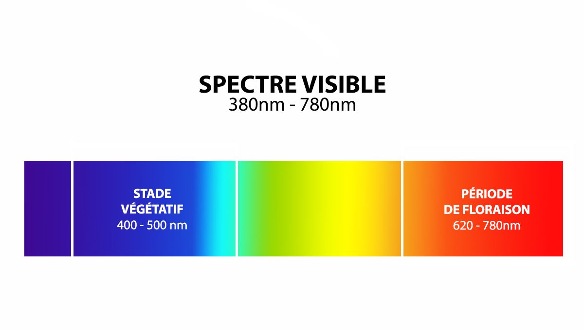 all_spectrum_fr.jpg Spectre lumineux optimal pour les autofloraisons: spectre visible