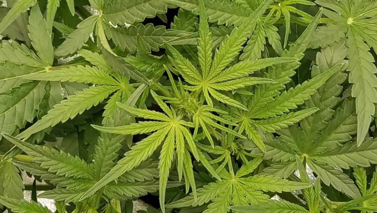 Pineapple Express Auto cannabis strain: transition (pre-flower) | week 5 | seen from above, the plant top is about to show the first flowers