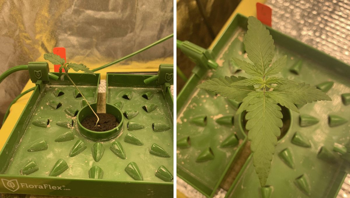 Six Shooter Auto cannabis strain: early veg | week 2 | a stretchy seedling in a hydro setup Six Shooter Auto cannabis strain: early veg | week 2 | a stretchy seedling in a hydro setup