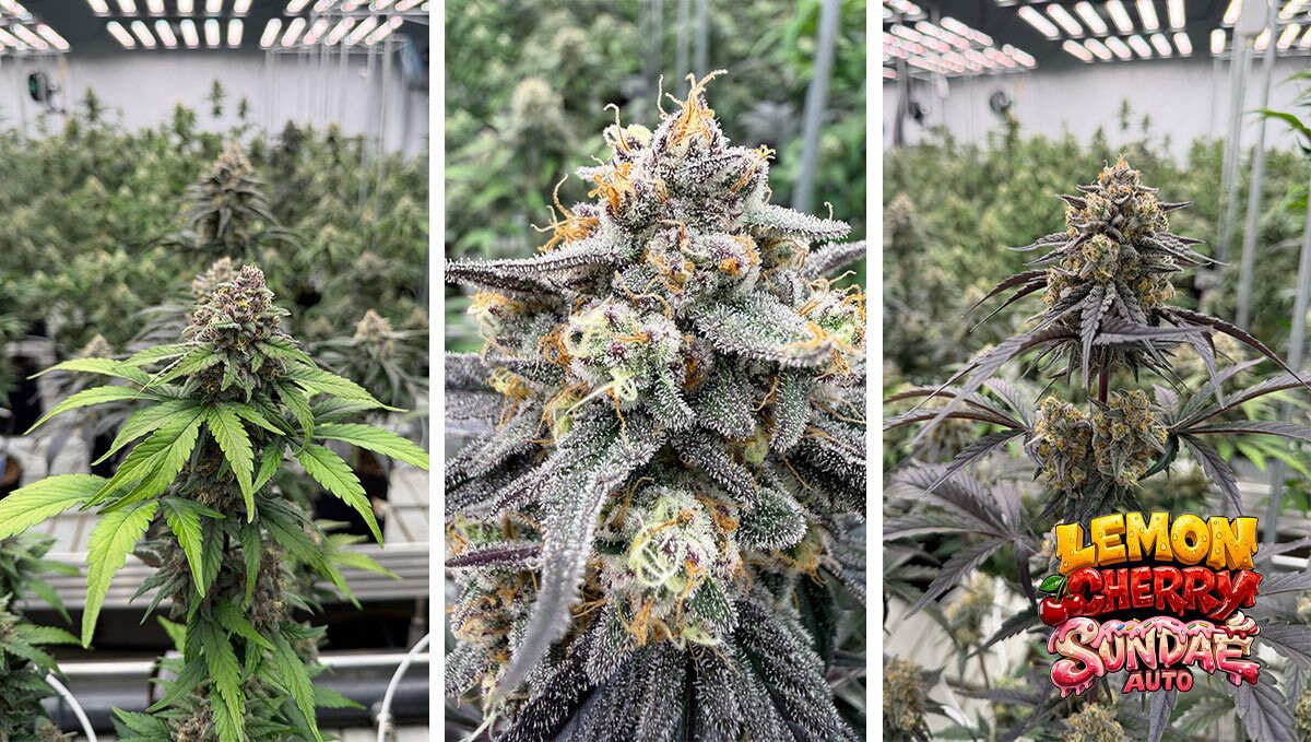 Lemon Cherry Sundae One Week Before Harvest 