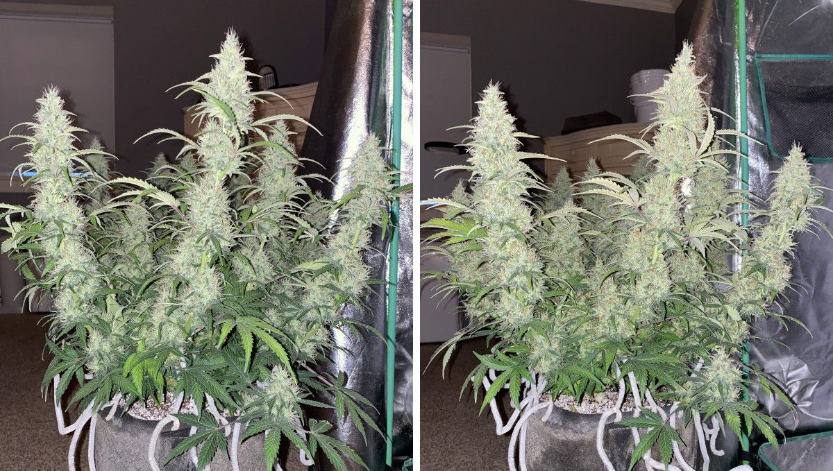 Pineapple Express Auto cannabis strain: mid flower (bulk phase) | weeks 8-9 | a high-yielding autoflower with long, spear-shaped colas