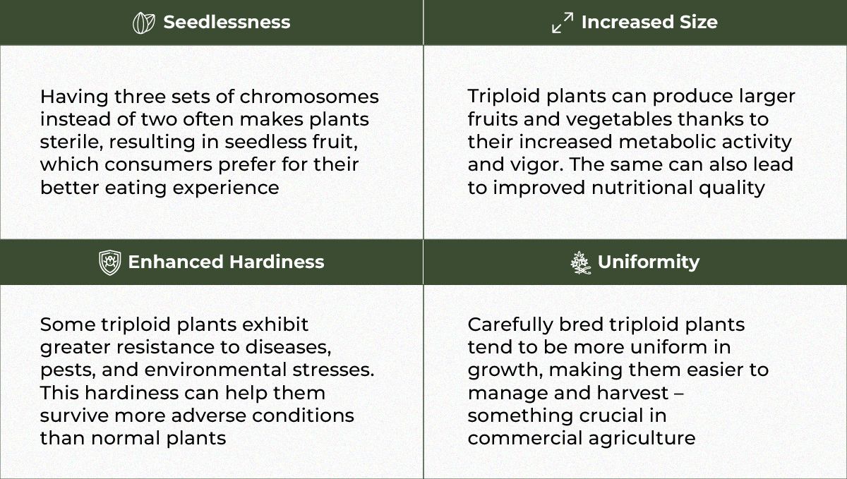 The Potential of Triploid Genetics in Revolutionizing the Cannabis Industry: The benefits The Potential of Triploid Genetics in Revolutionizing the Cannabis Industry: The benefits