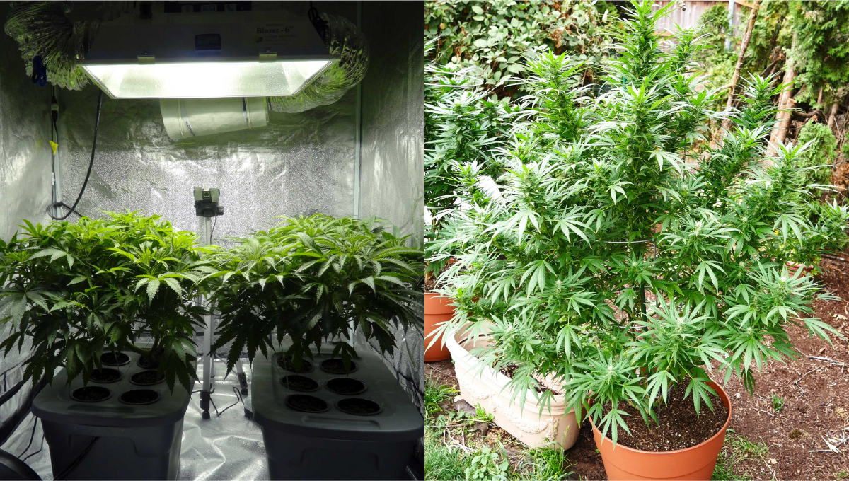 Autoflower gibt es schon seit einigen Jahrzehnten, aber sie haben erst in letzter Zeit an Popularität gewonnen.