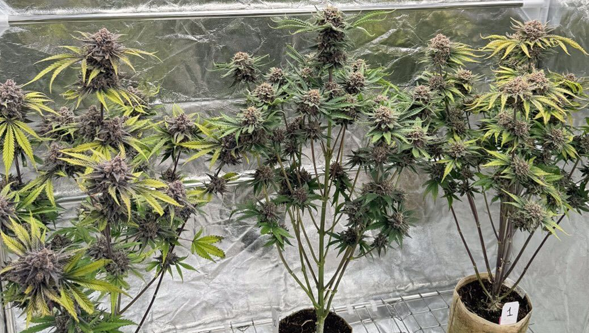 &Eta; &nu;έ&alpha; &pi;&omicron;&iota;&kappa;&iota;&lambda;ί&alpha; auto &kappa;ά&nu;&nu;&alpha;&beta;&eta;&sigmaf; Cherry Cola Auto RF3