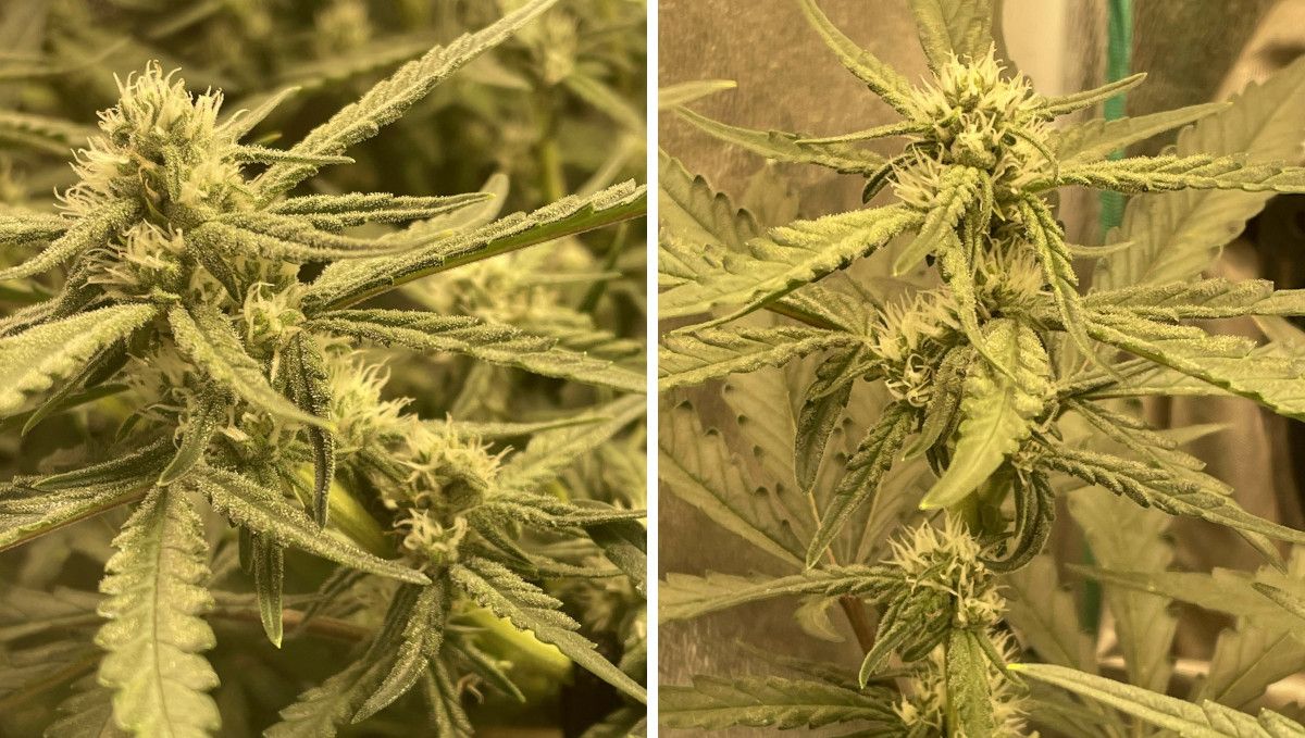 Gorilla Punch Auto cannabis strain: early flower | weeks 6-7 | flowering tops with frosty leaves Gorilla Punch Auto cannabis strain: early flower | weeks 6-7 | flowering tops with frosty leaves