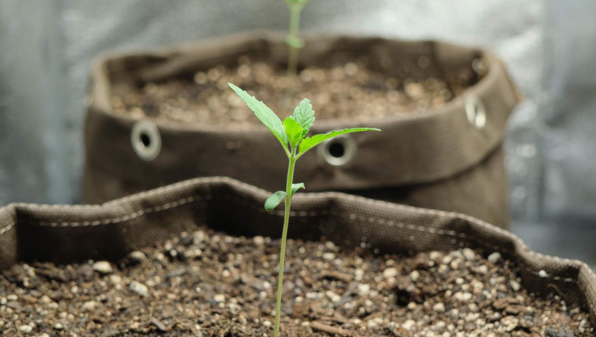 Orange Sherbet FF cannabis strain: early veg | week 2 | the beginning of the second week