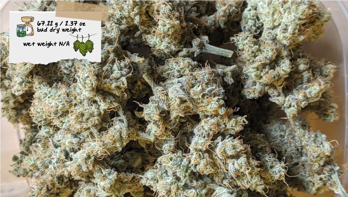 Forbidden Runtz Auto Cannabis Strain Week-by-Week Guide: A closeup of a bunch of dried marijuana flowers Forbidden Runtz Auto Cannabis Strain Week-by-Week Guide: A closeup of a bunch of dried marijuana flowers