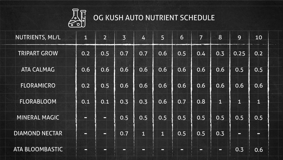 OG Kush Auto cannabis strain: feeding chart for the vegetative and flowering stages OG Kush Auto cannabis strain: feeding chart for the vegetative and flowering stages