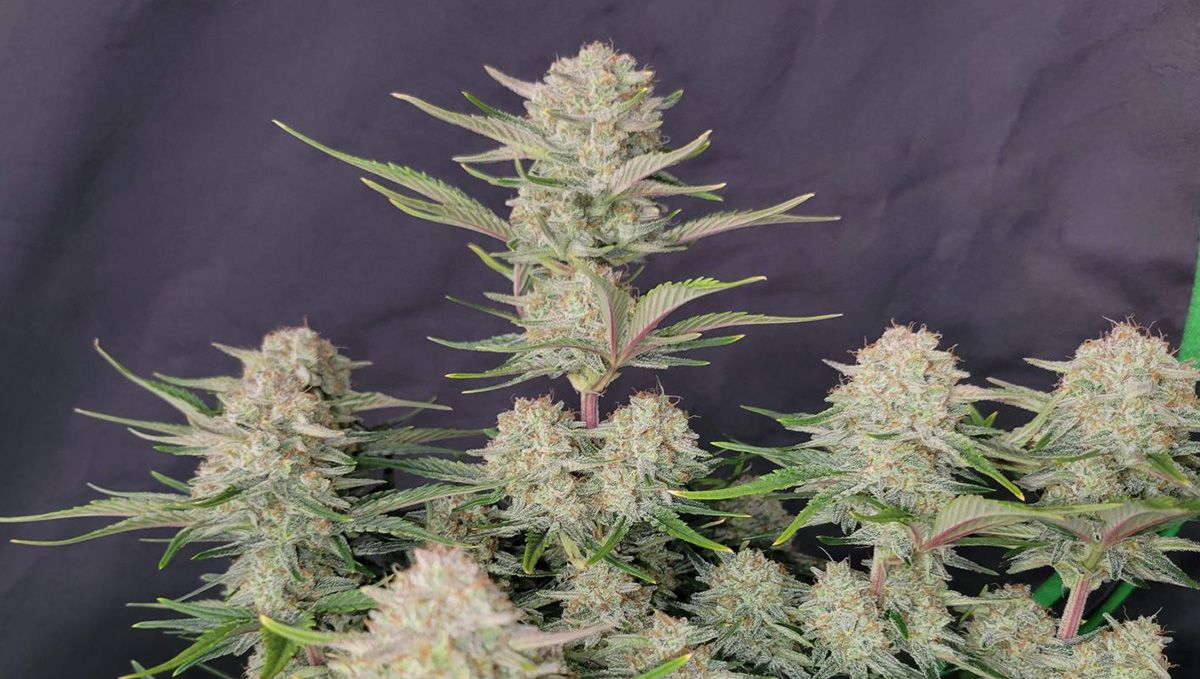 Top 10 Best Outdoor Autoflower Seeds UK 2024: Apricot auto Top 10 Best Outdoor Autoflower Seeds UK 2024: Apricot auto