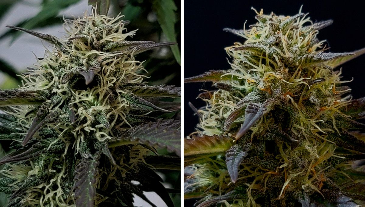 Banana Purple Punch Auto Cannabissorte: mittlere Blüte (Bulk-Phase) | Wochen 7-8 | Nahaufnahmen von reifenden Blüten