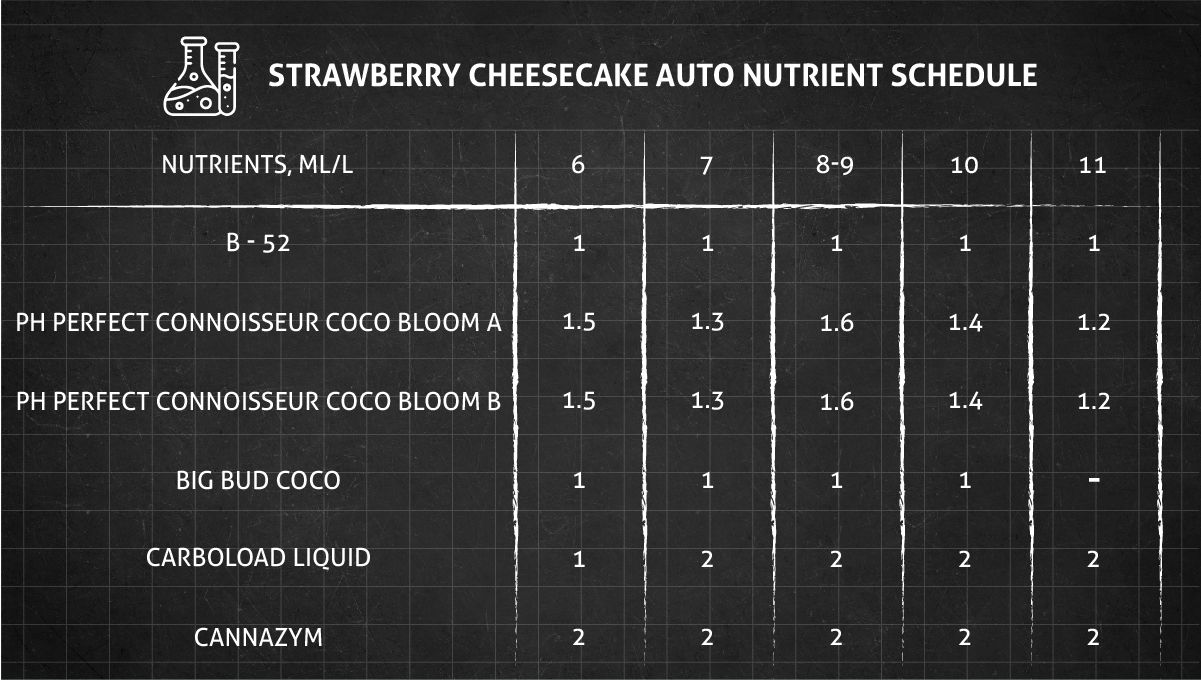 Strawberry Cheesecake Auto cannabis strain: feeding chart for the flowering stage