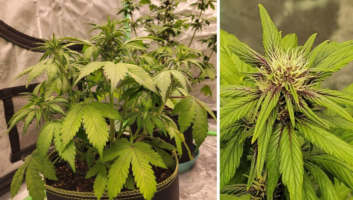 Blackberry Auto cannabis strain: transition (pre-flower) | week 5 | a compact and branchy autoflower and a closeup of its bud with white hairs and some deep-purple hues
