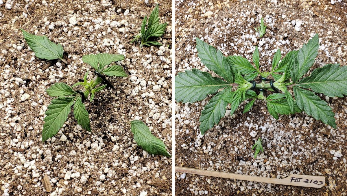 Purple Punch Auto Cannabis Strain Week-by-Week Guide: The process of a small autoflower being topped and defoliated