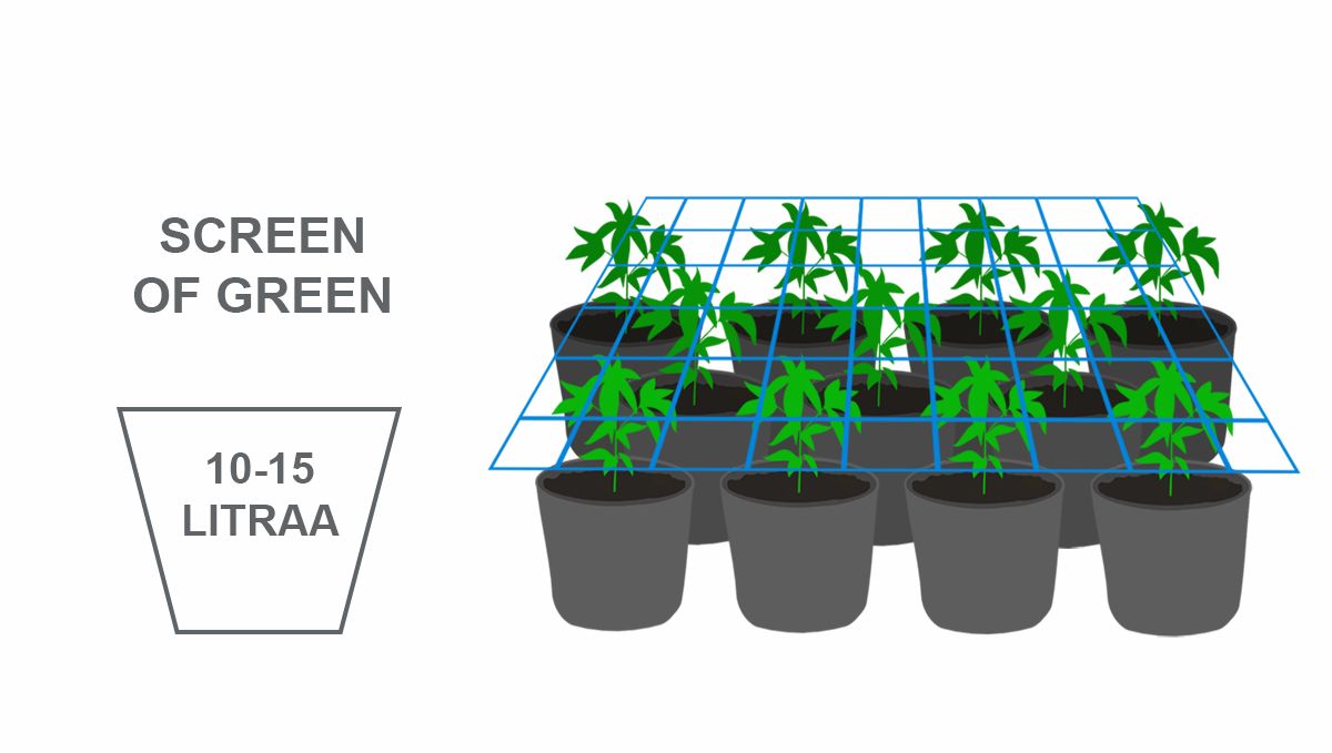 Paras ruukkukoko itsekukkiville: scrog