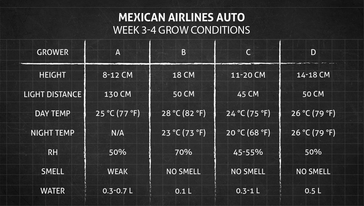 Mexican Airlines Auto cannabis strain: weeks 3-4 grow conditions
