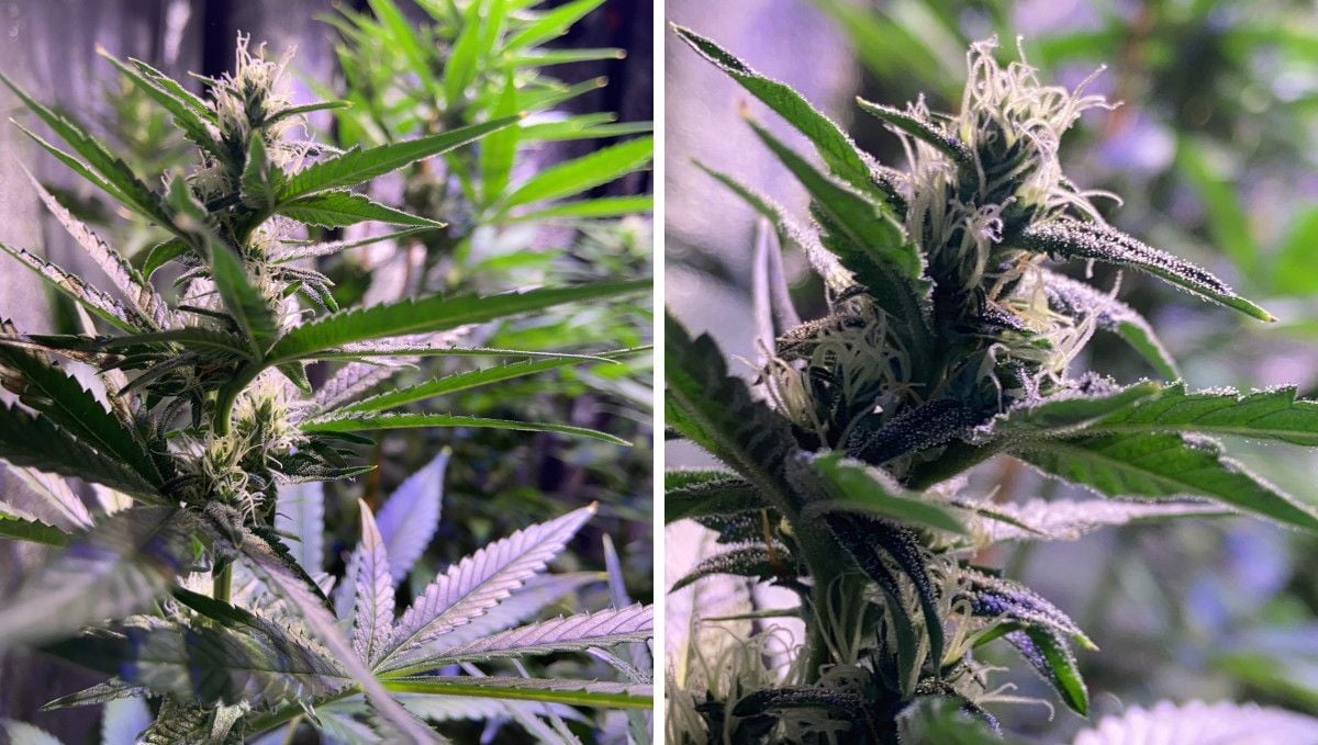 GG4 Sherbet FF cannabis strain: early flower | weeks 8-9 | the first flowers and trichomes forming at the upper nodes GG4 Sherbet FF cannabis strain: early flower | weeks 8-9 | the first flowers and trichomes forming at the upper nodes