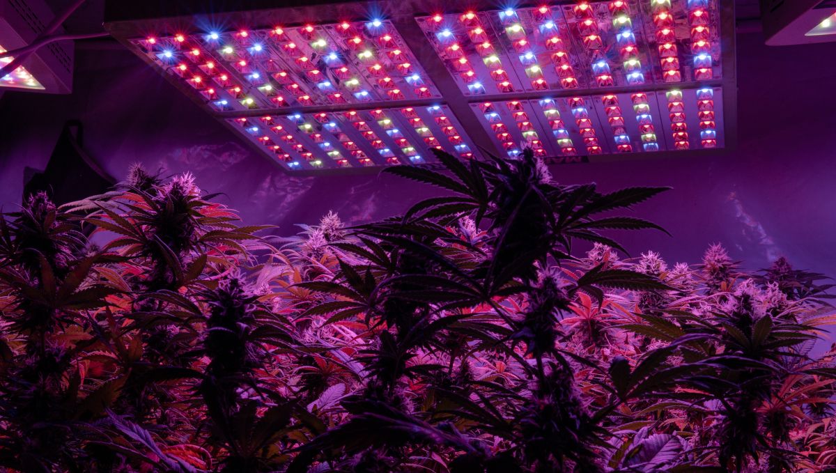 Grow Autoflowers with LEDs: why use leds Grow Autoflowers with LEDs: why use leds