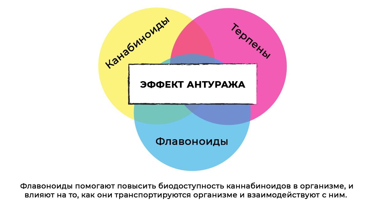 Flavonoids in cannabis: the entourage effect
