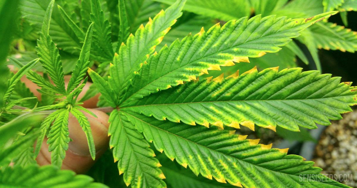 Cómo detectar excesos y carencias en la marihuana: la importancia de un cultivo bien nutrido