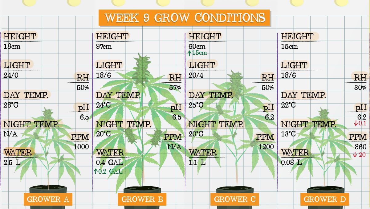 Forbidden Runtz Auto Cannabis Strain Week-by-Week Guide: Week 9 grow conditions Forbidden Runtz Auto Cannabis Strain Week-by-Week Guide: Week 9 grow conditions