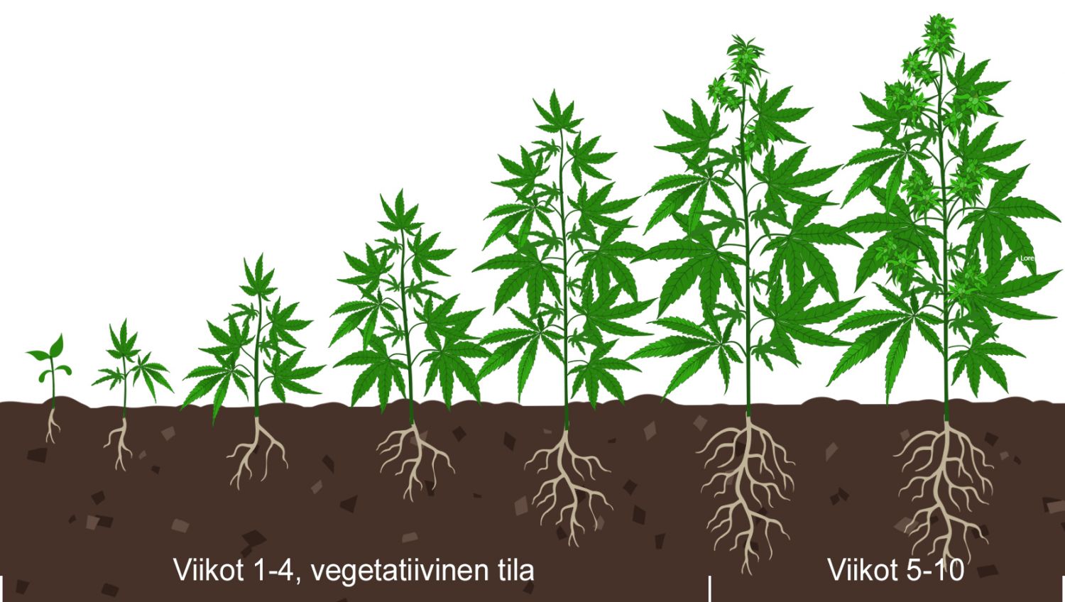 Näin tiedät milloin itsekukkivasi on kukkimassa: vegetatiivinen vaihe